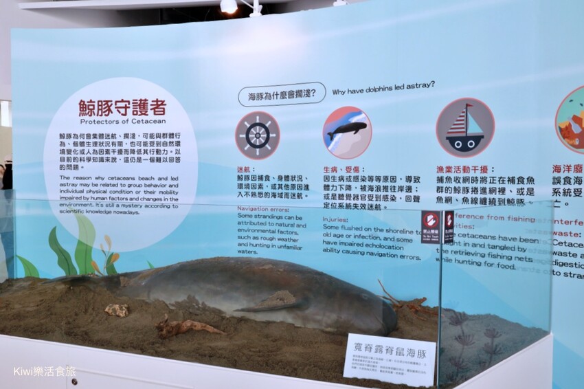 彰化伸港景點｜彰化縣自然生態教育中心，唯美白色海豚屋純白建築～慶安水道網美打卡熱點