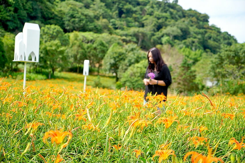 【花蓮景點】來去赤柯山住一晚!加蜜園無菜單金針花料理、住宿推薦!