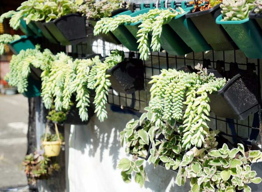 【花蓮景點】來去赤柯山住一晚!加蜜園無菜單金針花料理、住宿推薦!