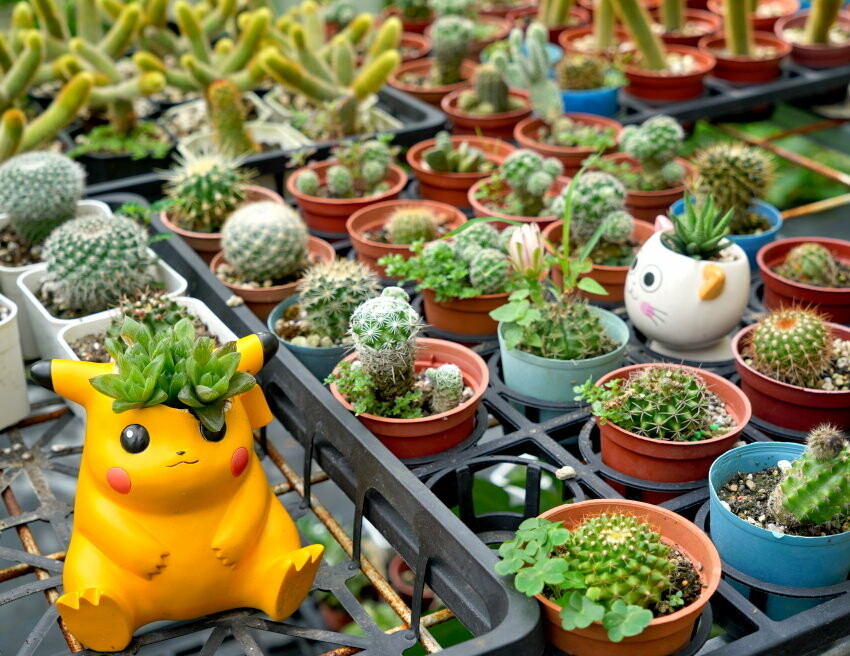 【花蓮景點】來去赤柯山住一晚!加蜜園無菜單金針花料理、住宿推薦!