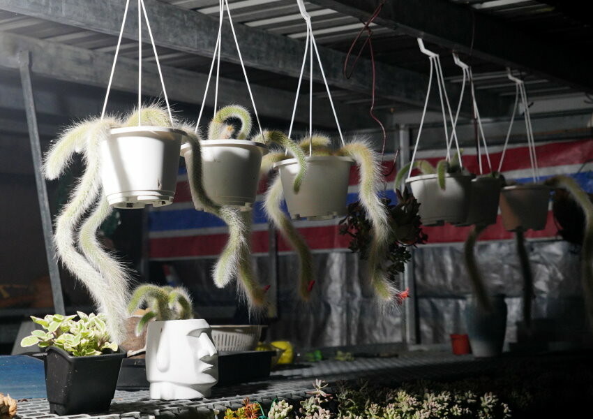 【花蓮景點】來去赤柯山住一晚!加蜜園無菜單金針花料理、住宿推薦!