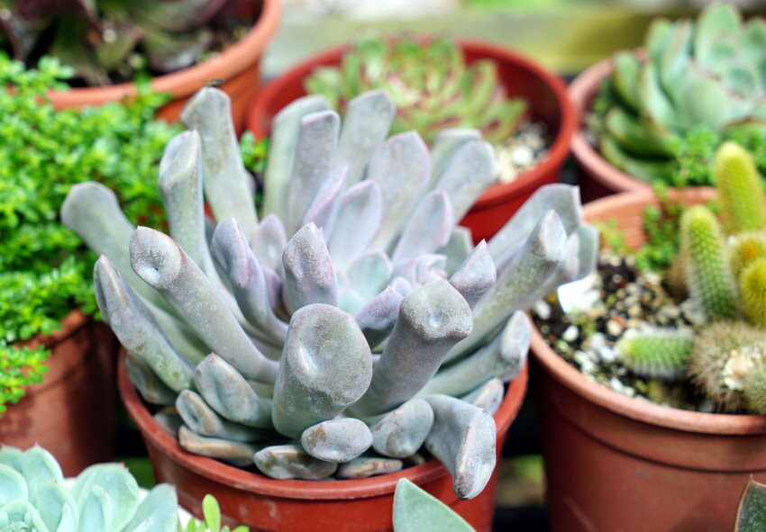 【花蓮景點】來去赤柯山住一晚!加蜜園無菜單金針花料理、住宿推薦!