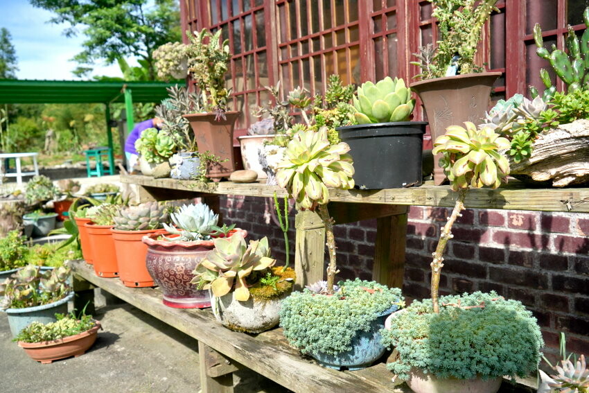 【花蓮景點】來去赤柯山住一晚!加蜜園無菜單金針花料理、住宿推薦!