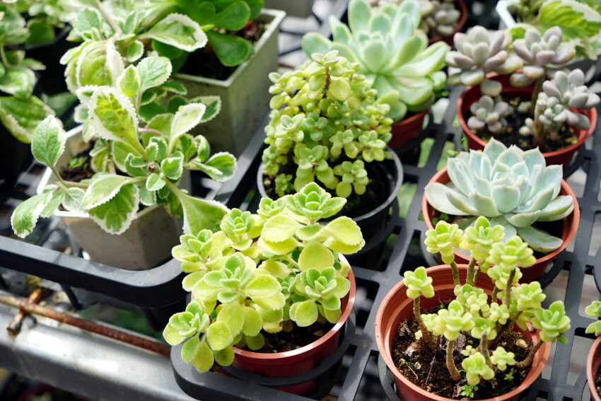 【花蓮景點】來去赤柯山住一晚!加蜜園無菜單金針花料理、住宿推薦!