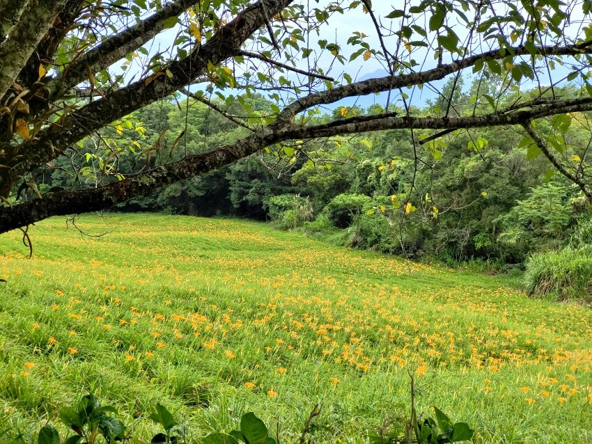 【花蓮景點】來去赤柯山住一晚!加蜜園無菜單金針花料理、住宿推薦!