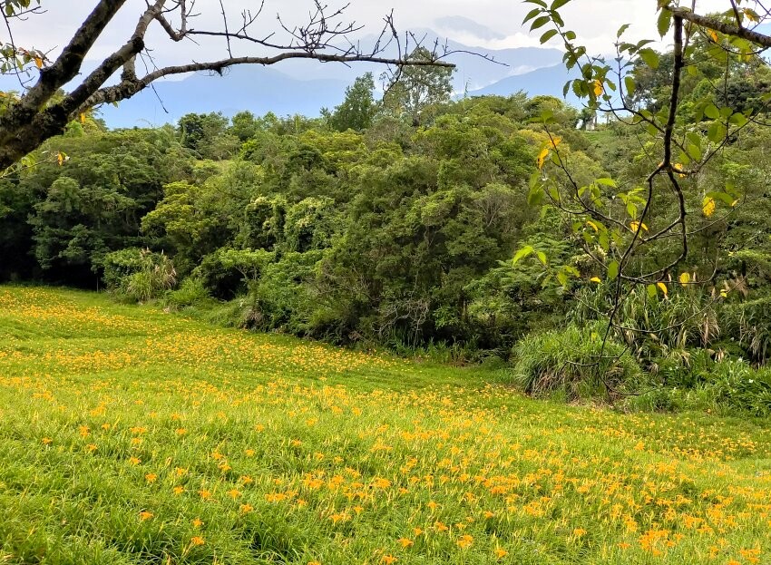 【花蓮景點】來去赤柯山住一晚!加蜜園無菜單金針花料理、住宿推薦!
