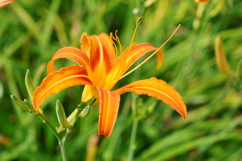 【花蓮景點】來去赤柯山住一晚!加蜜園無菜單金針花料理、住宿推薦!