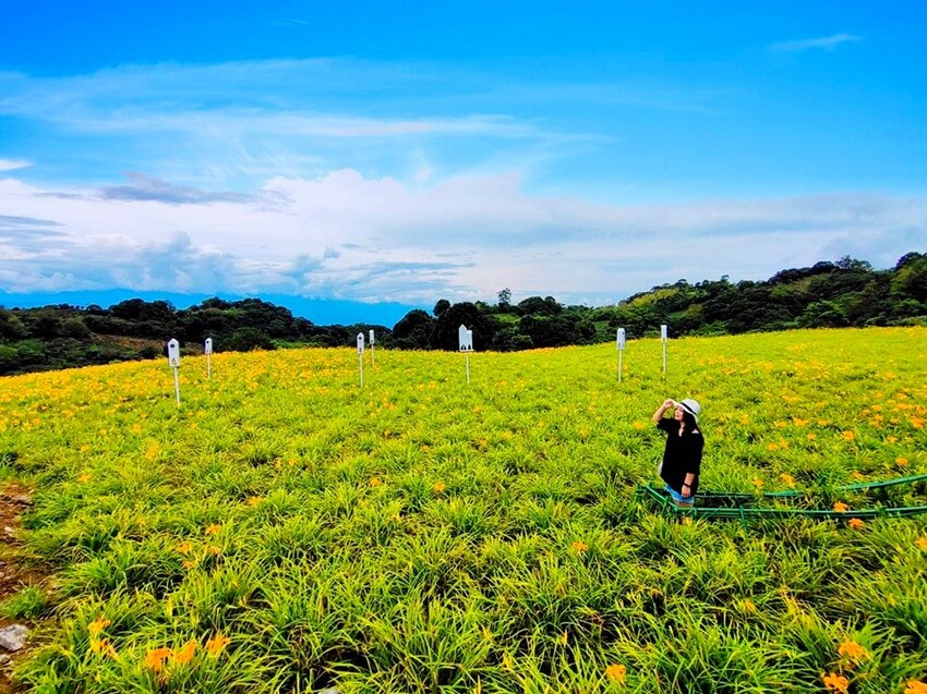 【花蓮景點】來去赤柯山住一晚!加蜜園無菜單金針花料理、住宿推薦!
