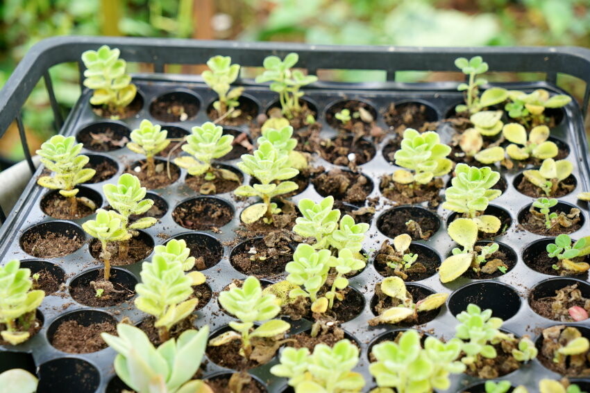 【花蓮景點】來去赤柯山住一晚!加蜜園無菜單金針花料理、住宿推薦!