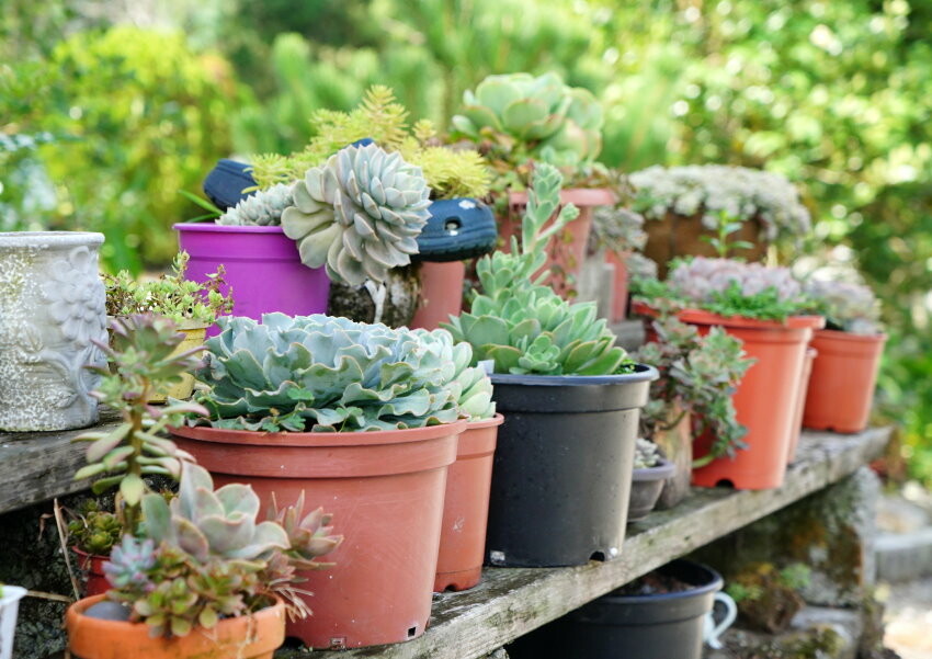 【花蓮景點】來去赤柯山住一晚!加蜜園無菜單金針花料理、住宿推薦!