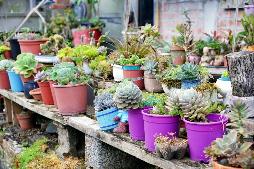 【花蓮景點】來去赤柯山住一晚!加蜜園無菜單金針花料理、住宿推薦!