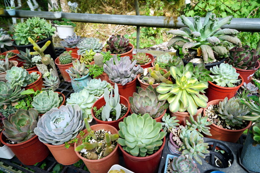 【花蓮景點】來去赤柯山住一晚!加蜜園無菜單金針花料理、住宿推薦!