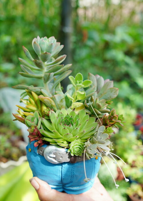 【花蓮景點】來去赤柯山住一晚!加蜜園無菜單金針花料理、住宿推薦!