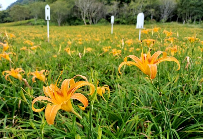 【花蓮景點】來去赤柯山住一晚!加蜜園無菜單金針花料理、住宿推薦!