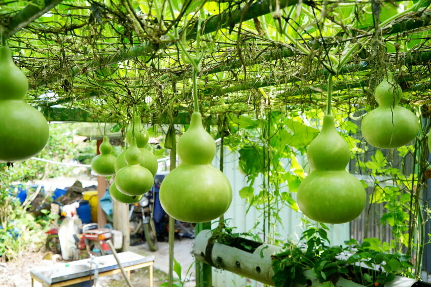 【花蓮景點】來去赤柯山住一晚!加蜜園無菜單金針花料理、住宿推薦!