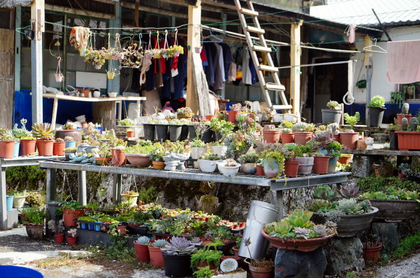 【花蓮景點】來去赤柯山住一晚!加蜜園無菜單金針花料理、住宿推薦!