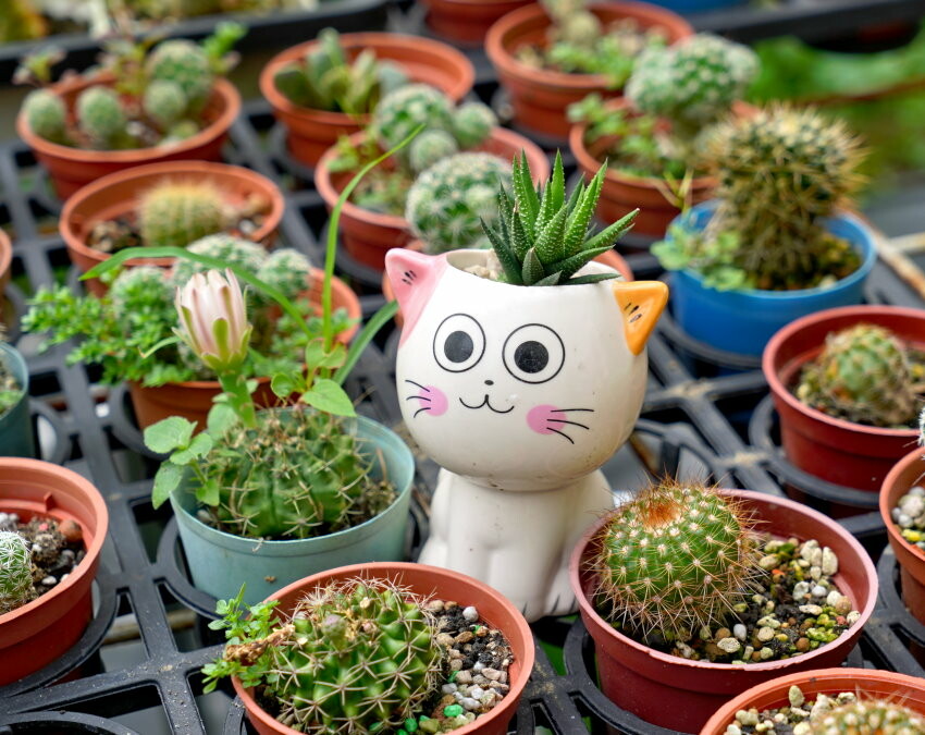 【花蓮景點】來去赤柯山住一晚!加蜜園無菜單金針花料理、住宿推薦!