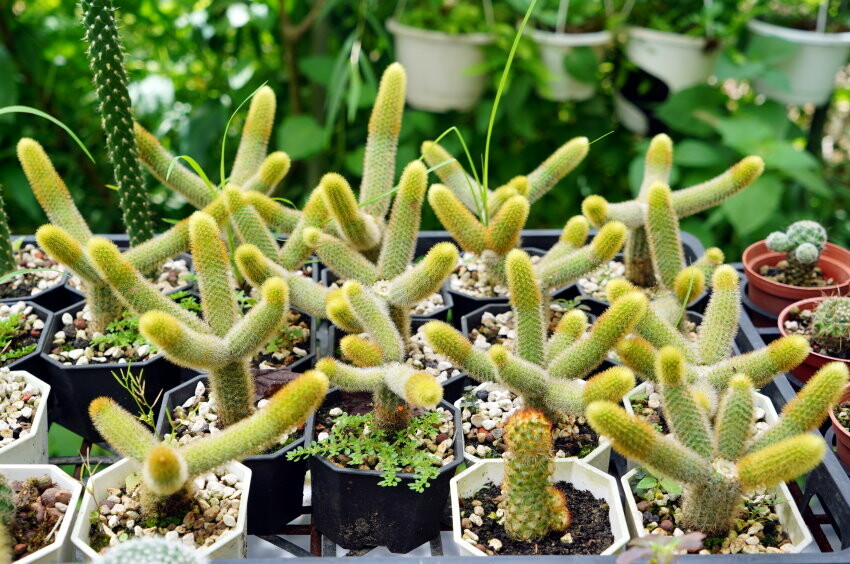 【花蓮景點】來去赤柯山住一晚!加蜜園無菜單金針花料理、住宿推薦!