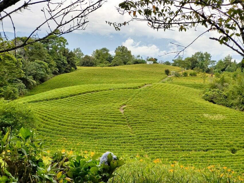 【花蓮景點】來去赤柯山住一晚!加蜜園無菜單金針花料理、住宿推薦!