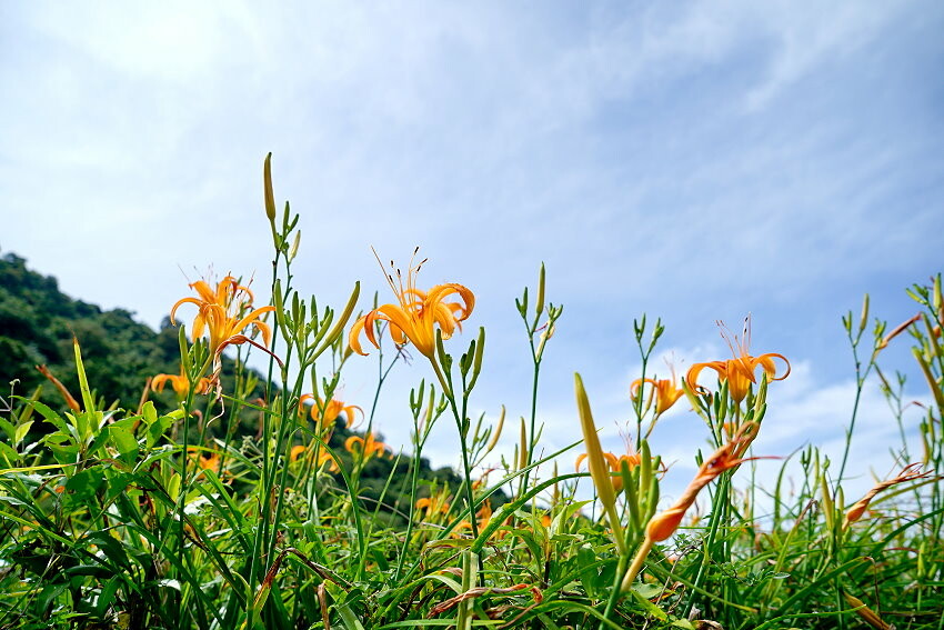 【花蓮景點】來去赤柯山住一晚!加蜜園無菜單金針花料理、住宿推薦!