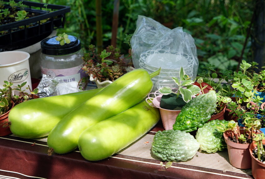 【花蓮景點】來去赤柯山住一晚!加蜜園無菜單金針花料理、住宿推薦!