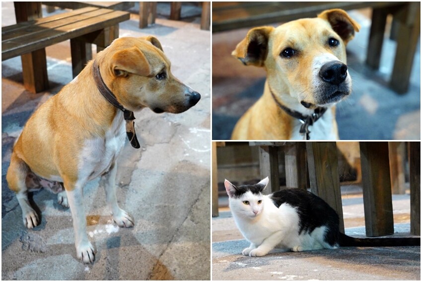 【花蓮景點】來去赤柯山住一晚!加蜜園無菜單金針花料理、住宿推薦!