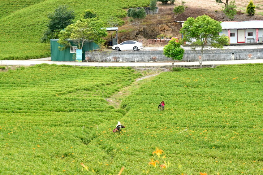 【花蓮景點】來去赤柯山住一晚!加蜜園無菜單金針花料理、住宿推薦!