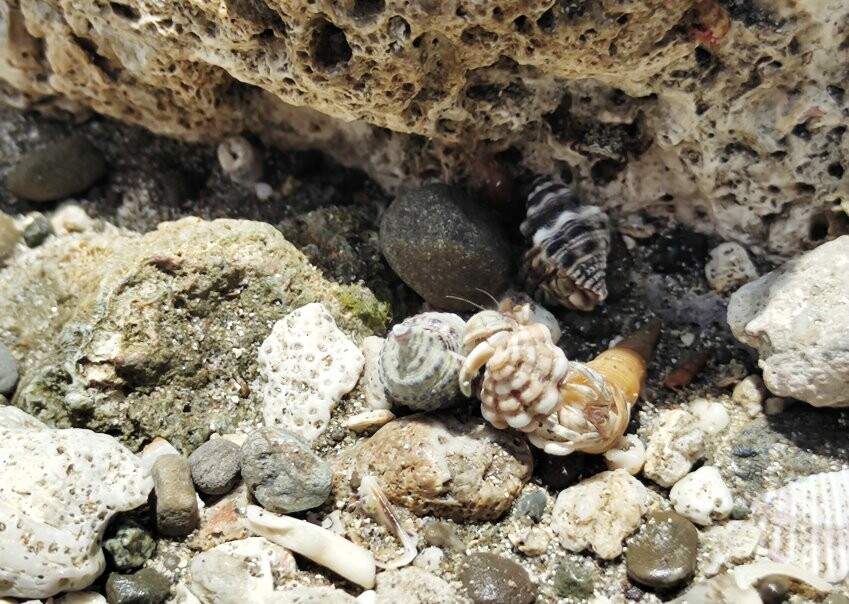 【台東卑南】富山護漁區．可拍IG美照+潮間帶生態的超夯親子景點!