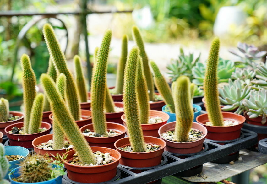 【花蓮景點】來去赤柯山住一晚!加蜜園無菜單金針花料理、住宿推薦!