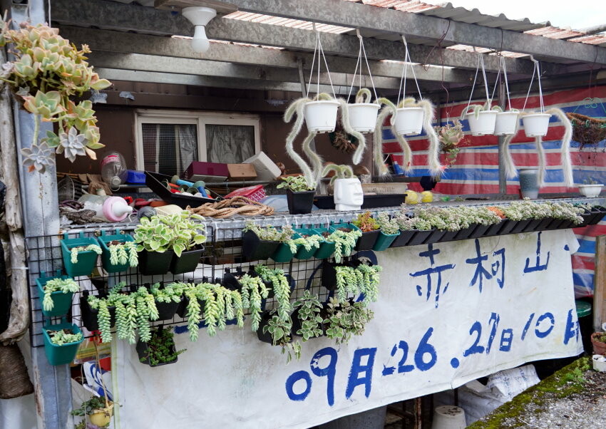 【花蓮景點】來去赤柯山住一晚!加蜜園無菜單金針花料理、住宿推薦!
