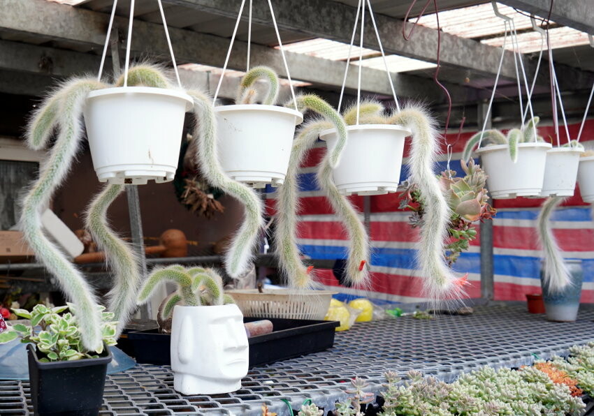 【花蓮景點】來去赤柯山住一晚!加蜜園無菜單金針花料理、住宿推薦!