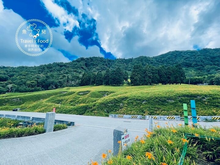 季節限定~彎沿小路赤科山｜七八月賞花去~黃澄澄花海，開花啦！ @魚兒 x 牽手明太子的「視」界旅行
