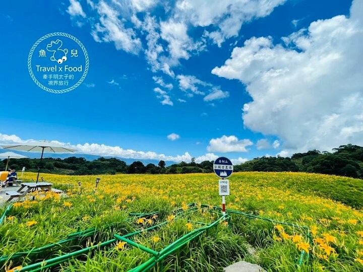 季節限定~彎沿小路赤科山｜七八月賞花去~黃澄澄花海，開花啦！ @魚兒 x 牽手明太子的「視」界旅行