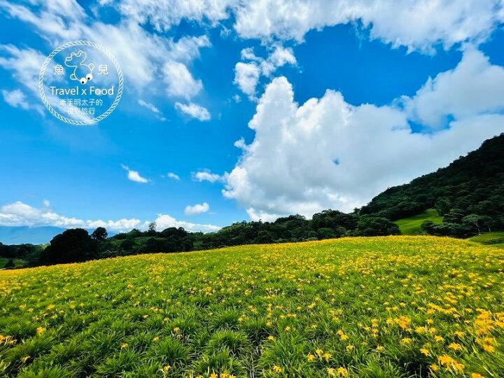 季節限定~彎沿小路赤科山｜七八月賞花去~黃澄澄花海，開花啦！ @魚兒 x 牽手明太子的「視」界旅行