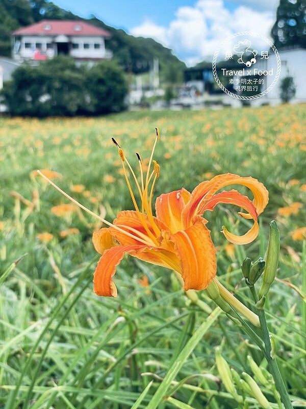 季節限定~彎沿小路赤科山｜七八月賞花去~黃澄澄花海，開花啦！ @魚兒 x 牽手明太子的「視」界旅行