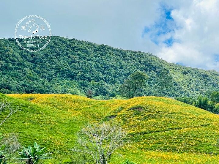 季節限定~彎沿小路赤科山｜七八月賞花去~黃澄澄花海，開花啦！ @魚兒 x 牽手明太子的「視」界旅行