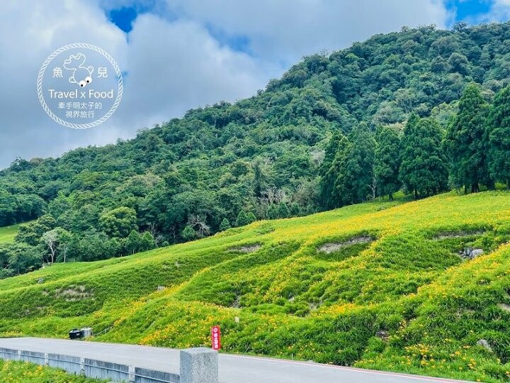 季節限定~彎沿小路赤科山｜七八月賞花去~黃澄澄花海，開花啦！ @魚兒 x 牽手明太子的「視」界旅行