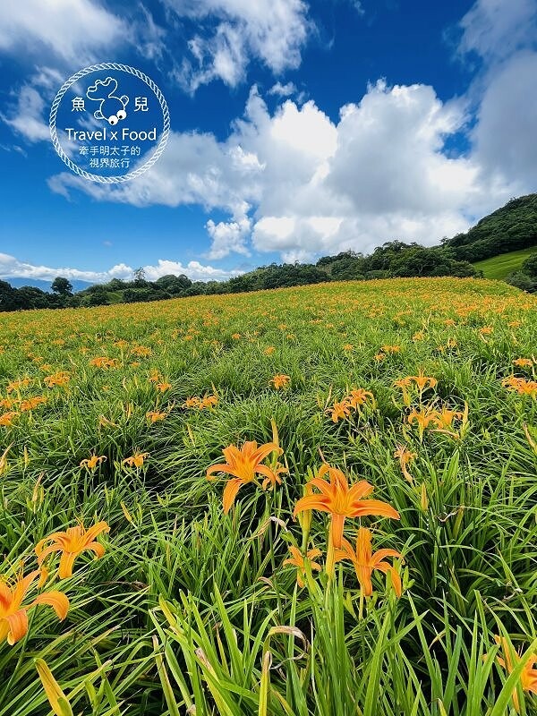 季節限定~彎沿小路赤科山｜七八月賞花去~黃澄澄花海，開花啦！ @魚兒 x 牽手明太子的「視」界旅行