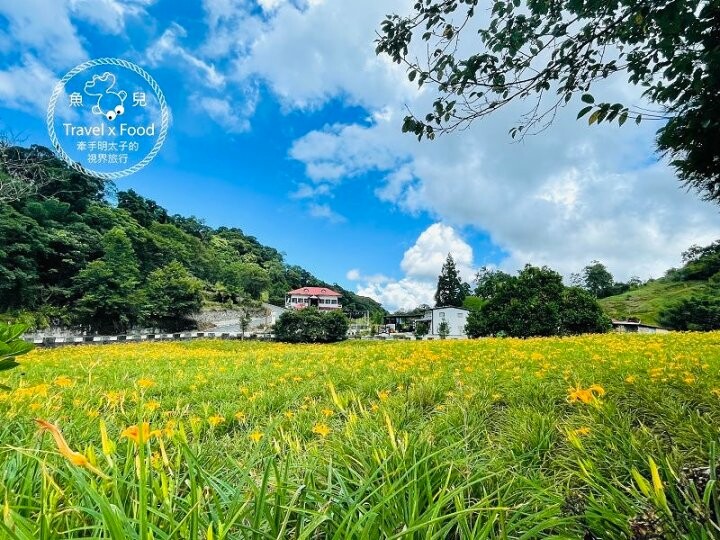 季節限定~彎沿小路赤科山｜七八月賞花去~黃澄澄花海，開花啦！ @魚兒 x 牽手明太子的「視」界旅行
