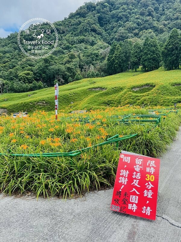 季節限定~彎沿小路赤科山｜七八月賞花去~黃澄澄花海，開花啦！ @魚兒 x 牽手明太子的「視」界旅行