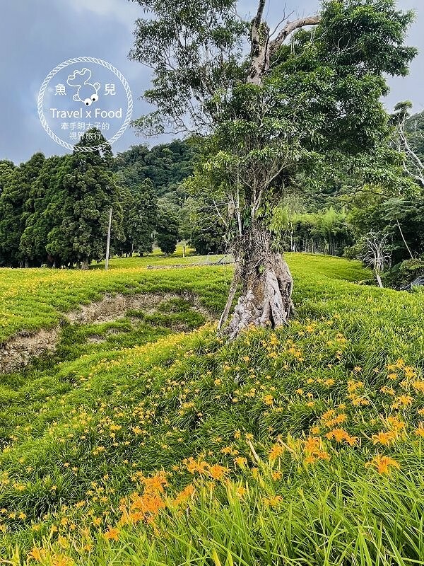 季節限定~彎沿小路赤科山｜七八月賞花去~黃澄澄花海，開花啦！ @魚兒 x 牽手明太子的「視」界旅行