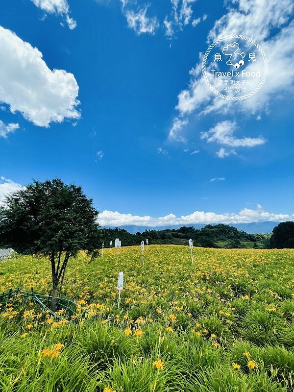 季節限定~彎沿小路赤科山｜七八月賞花去~黃澄澄花海，開花啦！ @魚兒 x 牽手明太子的「視」界旅行