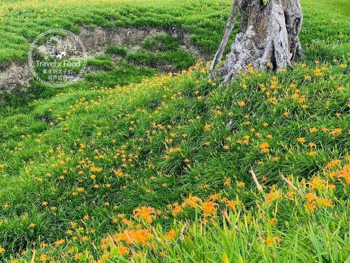 季節限定~彎沿小路赤科山｜七八月賞花去~黃澄澄花海，開花啦！ @魚兒 x 牽手明太子的「視」界旅行