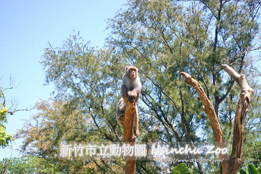 top2.jpg 新竹市立動物園