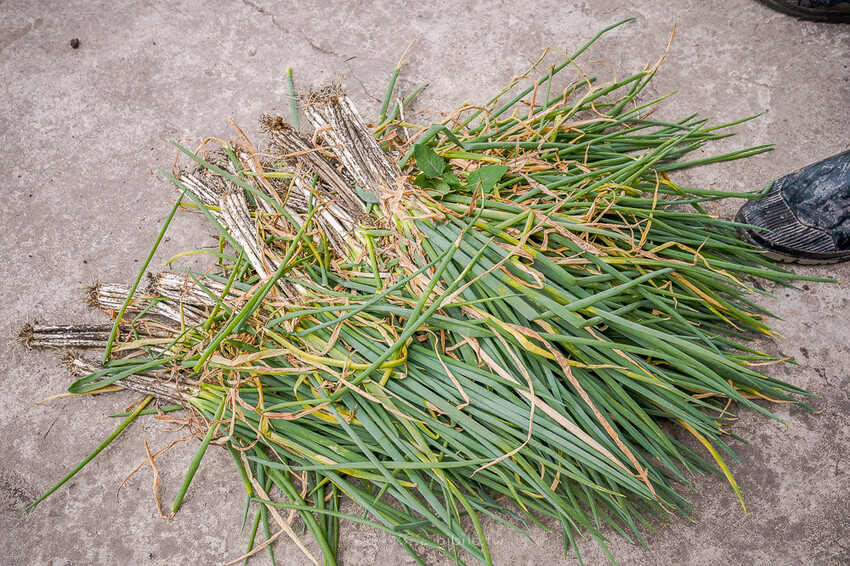 宜蘭親子景點 蔥寶寶體驗農場 X魔王 三星鄉蔥餅DIY 宜蘭旅遊推薦