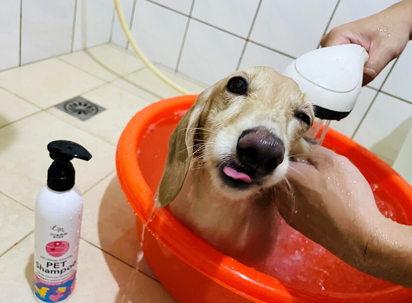 【歸毛家族】寵物肌膚救星『舒敏保濕洗毛乳』+『護膚噴液+精萃修護霜』狗狗皮膚敏感洗毛精推薦！戰勝問題肌，澡回健康肌