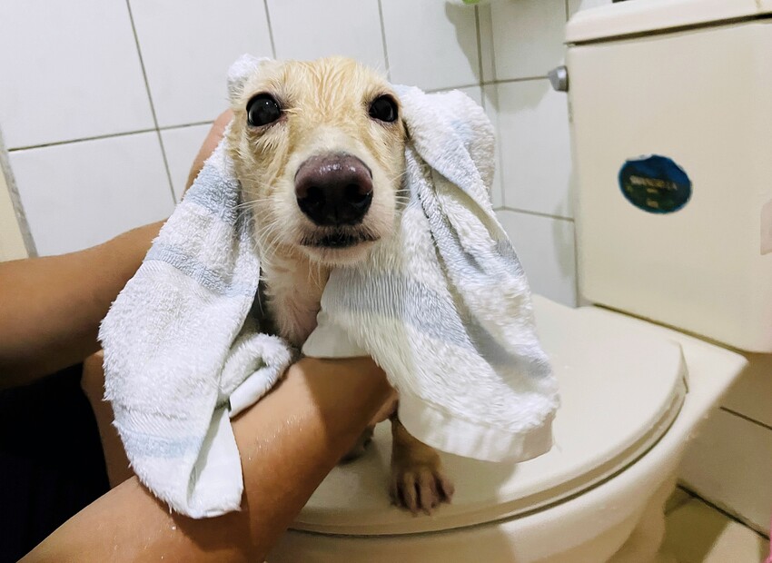 【歸毛家族】寵物肌膚救星『舒敏保濕洗毛乳』+『護膚噴液+精萃修護霜』狗狗皮膚敏感洗毛精推薦！戰勝問題肌，澡回健康肌