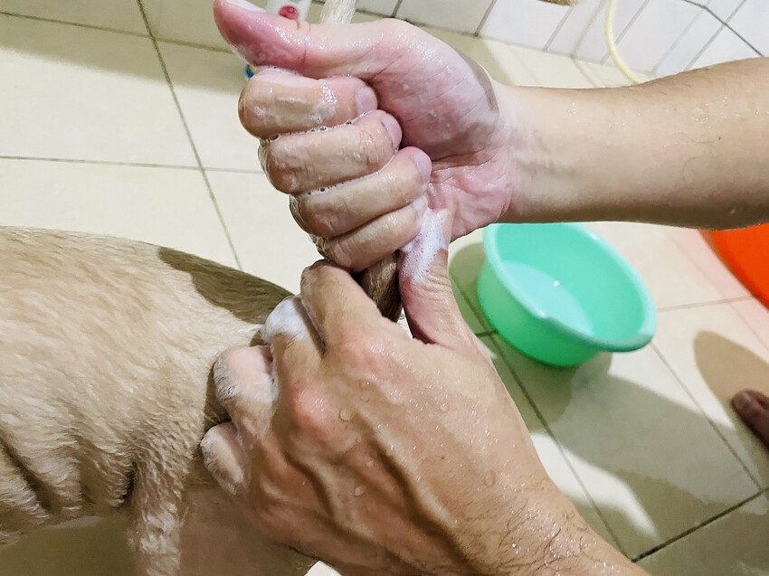 【歸毛家族】寵物肌膚救星『舒敏保濕洗毛乳』+『護膚噴液+精萃修護霜』狗狗皮膚敏感洗毛精推薦！戰勝問題肌，澡回健康肌