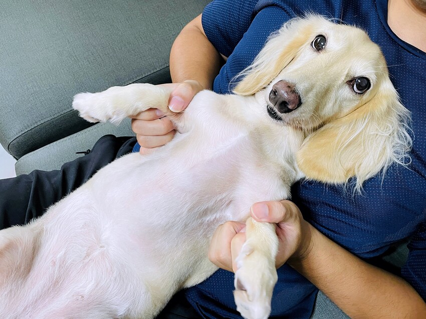 【歸毛家族】寵物肌膚救星『舒敏保濕洗毛乳』+『護膚噴液+精萃修護霜』狗狗皮膚敏感洗毛精推薦！戰勝問題肌，澡回健康肌