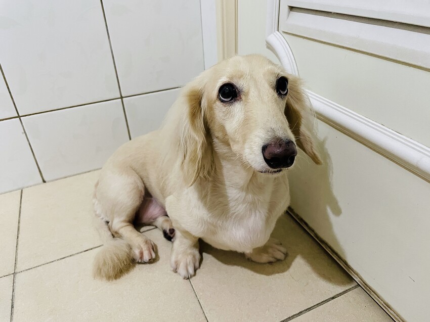 【歸毛家族】寵物肌膚救星『舒敏保濕洗毛乳』+『護膚噴液+精萃修護霜』狗狗皮膚敏感洗毛精推薦！戰勝問題肌，澡回健康肌